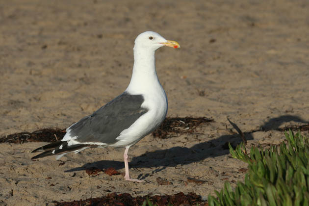 Western Gull